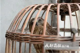 新都老农遇濒死幼鹰 带回家不离不弃照顾5个月后做出惊人之举图片