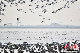 天津北大港湿地迎候鸟迁徙高峰 上万候鸟云集图片