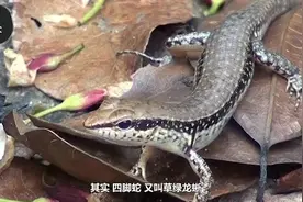 农村常见的这种四脚蛇，吃了对身体有什么好处？视频封面