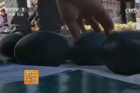 东北老农养鸸鹋，一个蛋卖150元，年产值110万元