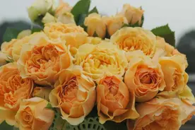 天狼说月季——杏色露台