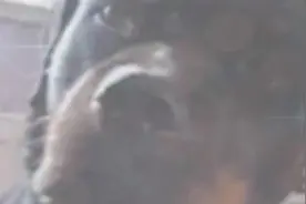 动物的叫声好像咿呀学语的小孩视频封面