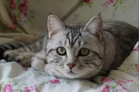 当猫咪看到长得和自己一模一样的抱枕后，这情绪变化太快！视频封面