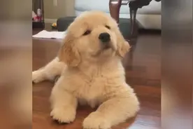 一只犯困了还装得一本正经的小金毛，装不过三秒马上趴在地上睡了图片