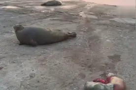 心疼！烟台：海豹妈妈失去了小宝宝！视频封面