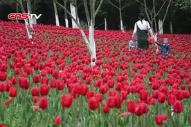 贵州郁金香绽放 花中皇后奏响春之乐章视频封面