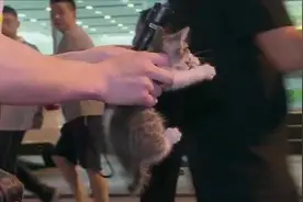 大街上被警察叔叔抓走的小猫咪，猫：我好像上电视了？视频封面