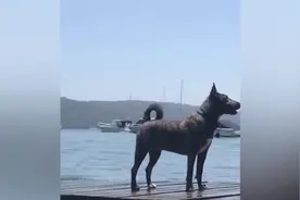 狗狗游泳灌水太多 吠叫时臀部立刻变高压水枪连续喷出水柱视频封面