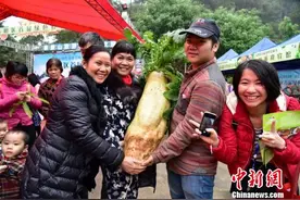 广东佛山农民种出33斤重巨型萝卜图片