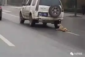 “虐狗”照片引起黄石网络一片沸腾，狗主人发声：没想到狗会被拖在地上图片