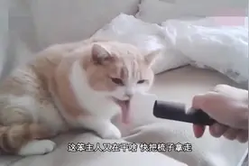 为何猫咪听到刮梳子的声音会呕吐？原来是这样，涨知识了！