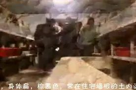 灶台旁边的柴火堆有土鳖，他竟然能化淤接骨，下次一定试试！