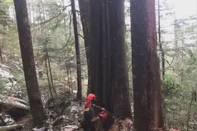 同时砍倒两颗巨大的雪松，非常危险的工作视频封面