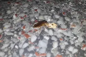 如果蟑螂灭绝了，地球会有什么变化？结果意想不到视频封面