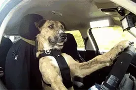 确定了！4月1日起广东省驾考正式取消长途考试！图片