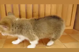 软萌软萌的柯基宝宝简直可爱炸了，大耳朵小短腿，尾巴短