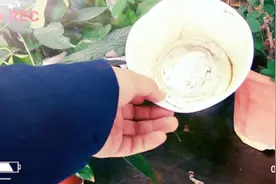 万年青缺水干枯叶色暗淡，2个办法轻松解决