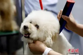 在美中国留学生非法禁止动物罪受审 其罪名被撤销图片