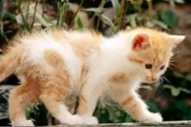 猫能吃冰淇淋吗 奶制品易引起肠胃不适图片