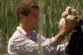 荒野求生：香蒲俗称猫尾巴，既可以做引火物，又可以放衣服里保暖