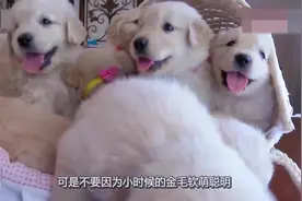 都说金毛通人性，这些缺点你知道吗？慎重考虑后再养，免得后悔！视频封面