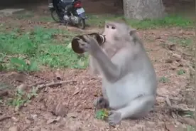 主人给猴子喝啤酒，都空瓶子了还在倒，看来酒量不错