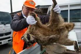 福岛核辐射重污染区变异野猪泛滥成灾图片