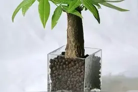 养花 | 过年，如何才能养好你的发财树！图片