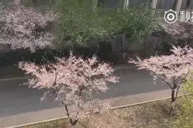 校园下起壮观樱花雨，大学宿舍阳台上的女生发出阵阵尖叫