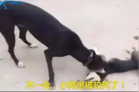 为什么有的狗妈妈会把自己的小狗崽咬死呢？看看科学的解释-视频封面
