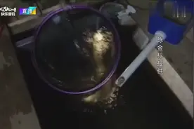 这么大的鲤鱼见过吗？体型硕大无比，钓手都吓到了！