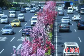 重庆绿化隔离带桃花绽放春意浓图片