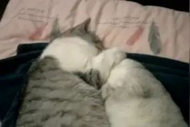 主人被两只猫咪搂着睡得样子刺激到了，彻夜难眠视频封面