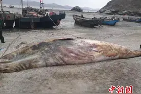 大连庄河发现一条7米长鲸鱼死亡 将解剖用作科研图片