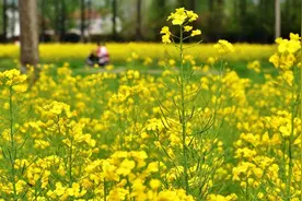 和油菜花合个影，女子住进了医院……曾有人为此丧命，长沙人小长假出行必看图片