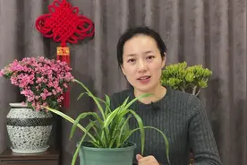 养护吊兰注意这几点，叶片油绿，不黄叶不烂根视频封面