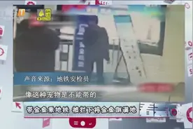 带金鱼乘地铁，被拦下将金鱼倒满地，金鱼：招谁惹谁了？视频封面