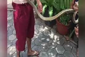 这些农村小孩子就是大胆抓住蛇就这样玩，这蛇有两米长吧？视频封面