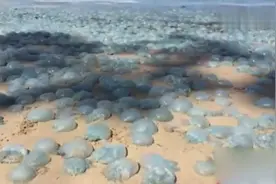 澳大利亚上千只毒海蜇涌上沙滩晒太阳吓坏民众视频封面