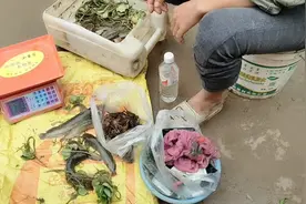 广西灵山，本地野生螃蟹10块钱一袋，你们见过这样的螃蟹吗视频封面
