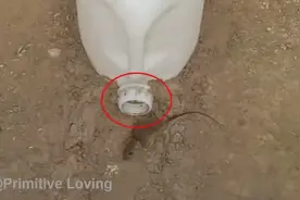 废弃的食用油桶不要扔，油的香味做成捕鼠器，一晚能捕很多只老鼠视频封面