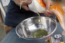 男子养了一条锦鲤，最近鱼肚子鼓胀，结果用手挤出了东西来？视频封面