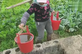 回家第一天，跟妈妈来菜地，天气转暖，菜长得太快，才两块钱一斤视频封面