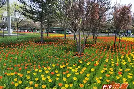 长治拍客：八一广场郁金香盛开图片