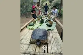 男子在西双版纳放生“生态杀手” 拟鳄龟 律师称其违法图片