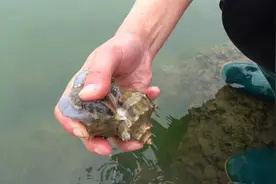 女版荒岛求生废旧竹竿赶海捕抓大海螺，一击命中，满满的幸福！视频封面