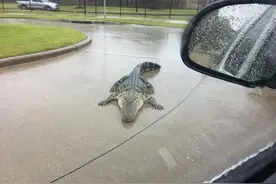 美居民区鳄鱼出没 华裔赋诗调侃：借问鳄鱼何处有图片