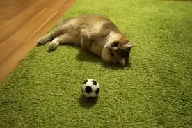 别以为只有你会踢足球, 本猫还是喵界的贝克汉姆呢
