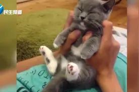 超可爱的小短腿曼切堪猫  长相如此乖巧可爱视频封面