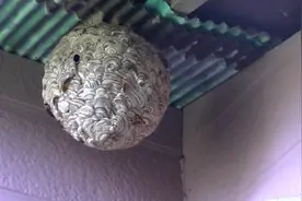 找人处理马蜂窝，处理一次200元，可以带走，带走80一斤出售视频封面